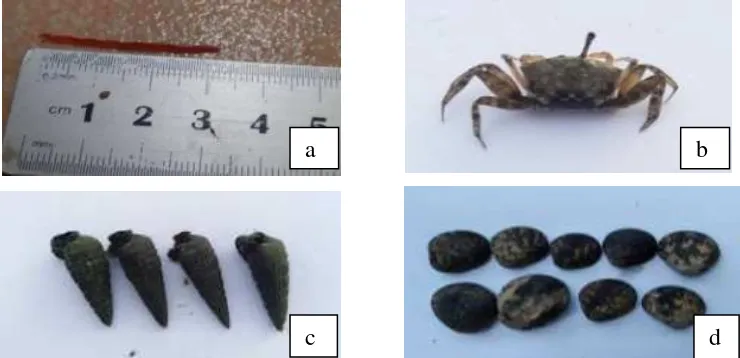 Gambar 6. Organisme yang Ditemukan di dalam Kantong Serasah A. alba  