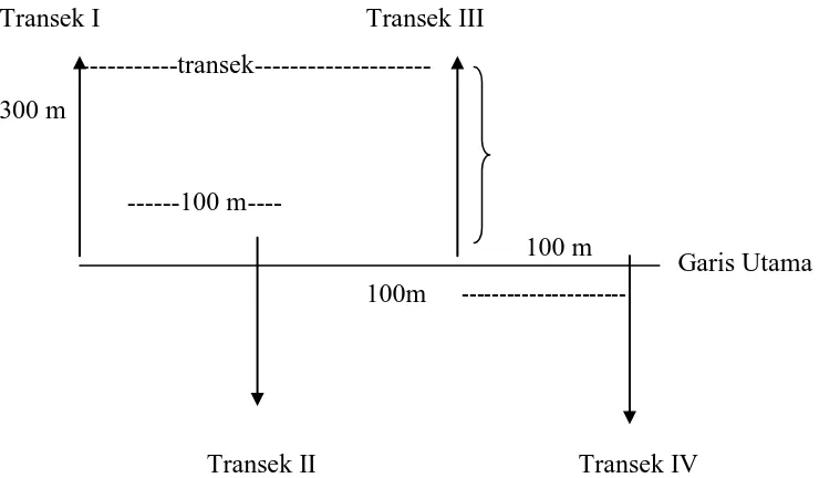 Gambar 4. Desain Penentuan Garis Transek untuk Pembuatan Plot 