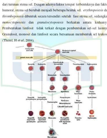 Gambar 2.4 Bagan pembentukan sel darah dari stema sel (theml, H