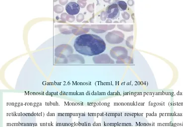 Gambar 2.6 Monosit  (Theml, H et al, 2004)