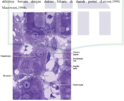 Gambar 1.1 Diagram sel hati dan organel-organelnya (Junquiera,2005; 