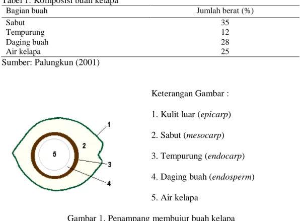 Gambar 1. Penampang membujur buah kelapa 