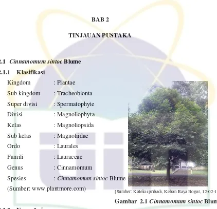 Gambar  2.1 Cinnamomum sintoc Blume. 