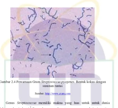 Gambar 2.4 Pewarnaan Gram Streptococcus pyogenes. Bentuk kokus dengan 