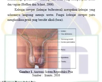 Gambar 1. Anatomi Sistem Reproduksi Pria  