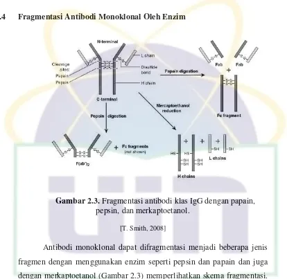 Gambar 2.3. Fragmentasi antibodi klas IgG dengan papain, 