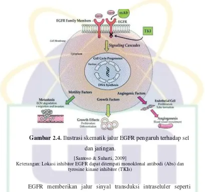 Gambar 2.4. Ilustrasi skematik jalur EGFR pengaruh terhadap sel 