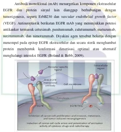 Gambar 2.5. Mekanisme kerja obat anti-EGFR pada sel kanker. 
