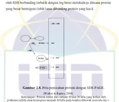 Gambar 2.8. Pola pemisahan protein dengan SDS-PAGE. 