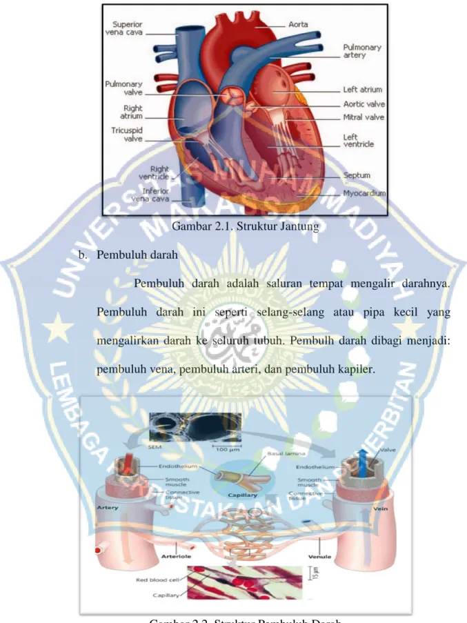 Gambar 2.1. Struktur Jantung   b.  Pembuluh darah 