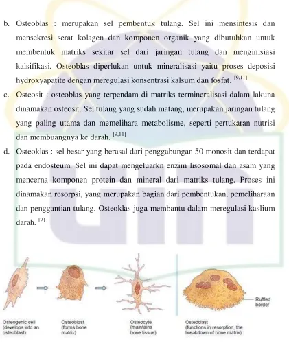 Gambar 2.2.Sel-sel tulang. 