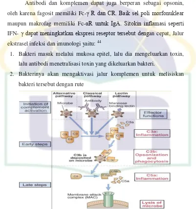 Gambar 2.2  Respon imun terhadap bakteri dalam aktivasi komplemen 