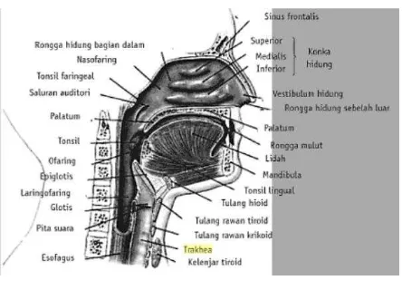 Gambar 2.7 Anatomi Saluran Pernapasan Bagian Atas 