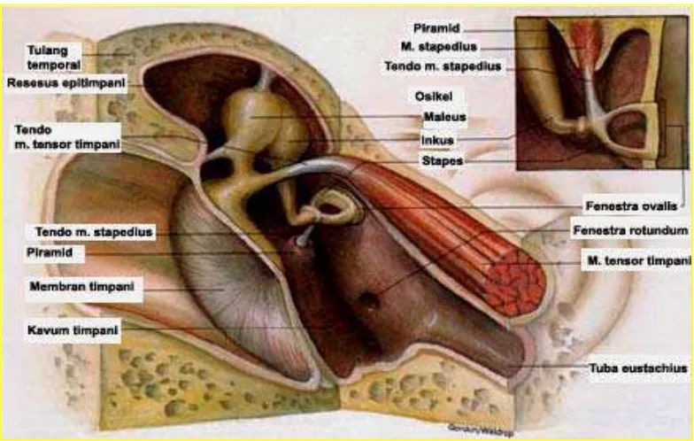 Gambar 2.1. Organ-organ penting di sekitar kavum timpani (Helmi 2005).  