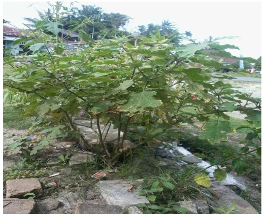 Gambar 2.1 Tumbuhan Buah Inggir-inggir (Solanum sanitwongsei Craib) 