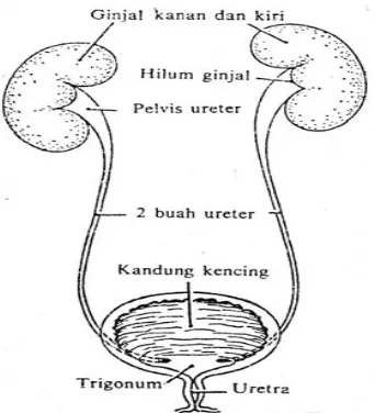 Gambar 2.1  Organ – organ yang membentuk saluran urin (Ganong, 2002)  