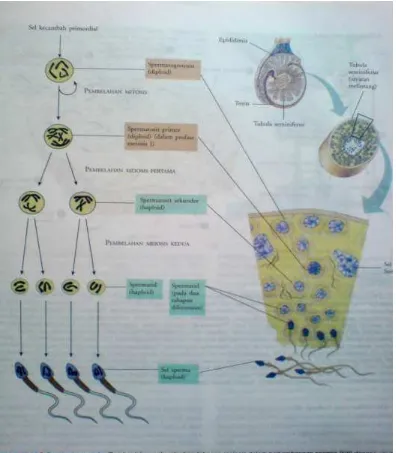 Gambar 3. Spermatogenesis 