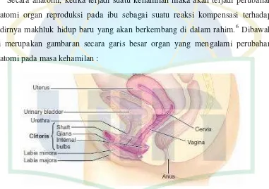 Gambar 2.1 Anatomi organ reproduksi wanita (uterus, serviks, vagina, dan klitoris)   dan batas-batasnya (rektum dan vesica urinaria) 