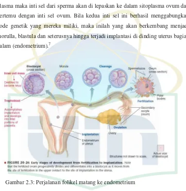 Gambar 2.3: Perjalanan folikel matang ke endometrium 