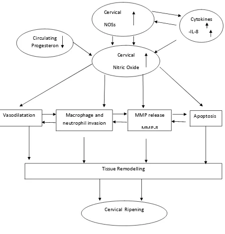 Gambar 1. Skema Mekanisme Pematangan Serviks Pada Kehamilan Aterm 