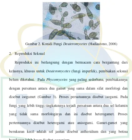 Gambar 3. Siklus Hidup Fungi  Phytophthora (Hadiastono, 2006) 