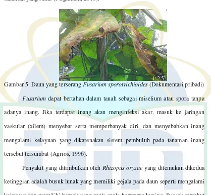 Gambar 5. Daun yang terserang  Fusarium sporotrichioides (Dokumentasi pribadi) 