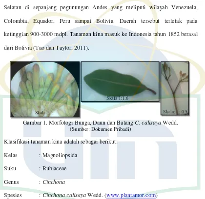 Gambar 1. Morfologi Bunga, Daun dan Batang C. calisaya Wedd.  