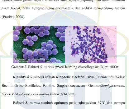 Gambar 3. Bakteri S. aureus (www.learning.covcollege.ac.uk) p: 1000x 
