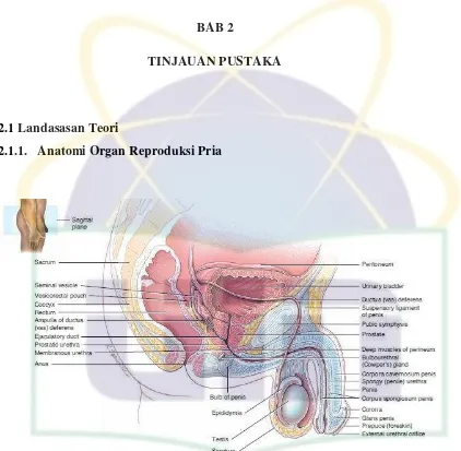 Gambar 2.1. Potongan sagital organ reproduksi pria. Terlihat organ reproduksi 