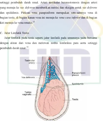 Gambar 2.3 Perdarahan testis. Terlihat arteri testikular dan pleksus vena 