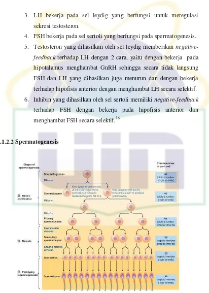 Gambar 2.6 Proses Spermatogenesis 