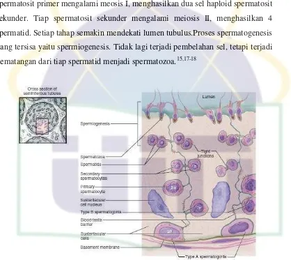 Gambar 2.7Spermatogenesis dan hubungannya dengan sel sustentakular 