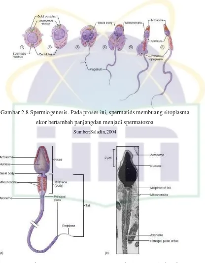 Gambar 2.8.Spermatozoon matang (a) Struktur (B) Kepala dan ekor 