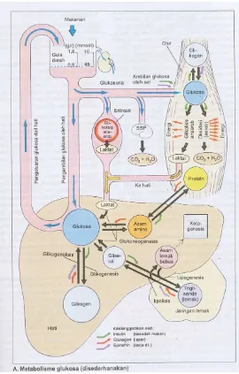 Gambar 1. Metabolisme Glukosa