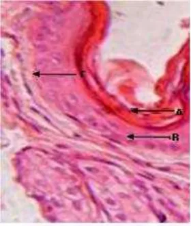 Gambar 2. Struktur histopatologis kulit kelinci pada kelompok pemberian 10 hari. Perbesaran 400x