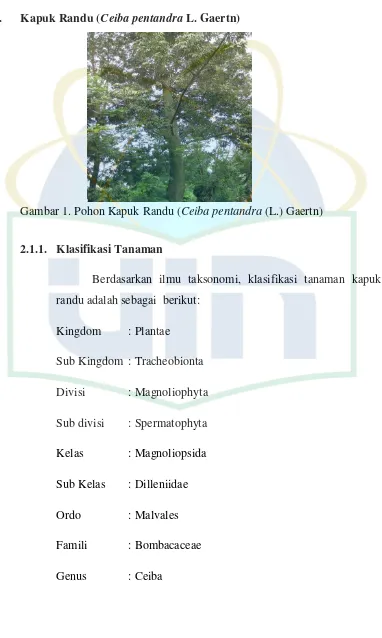 Gambar 1. Pohon Kapuk Randu (Ceiba pentandra (L.) Gaertn) 
