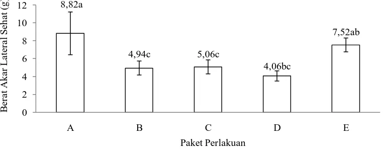 Gambar 2. Diagram batang rata-rata berat akar lateral sehat pada berbagai perlakuan  