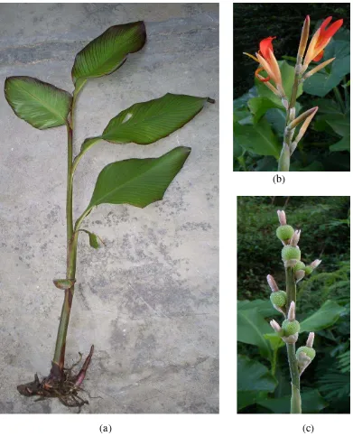 Gambar 3. Morfologi ganyong hasil pengamatan: (a) habitus; (b) bunga; (c) buah. 