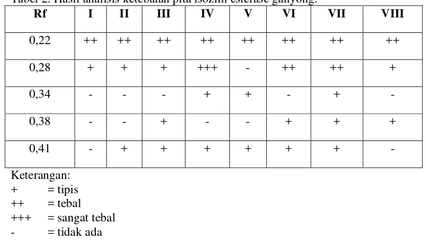 Tabel 2. Hasil analisis ketebalan pita isozim esterase ganyong. 