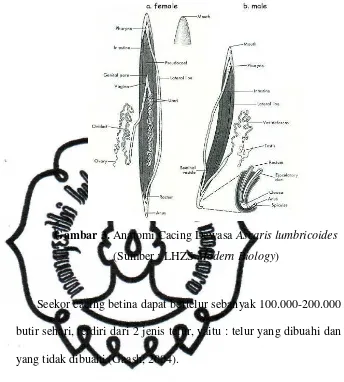 Gambar 3. Anatomi Cacing Dewasa Ascaris lumbricoides 