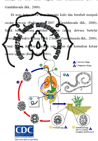 Gambar 4. Siklus Hidup Ascaris lumbricoides 