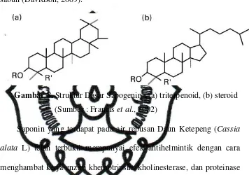 Gambar 8. Struktur Dasar Sapogenin : (a) triterpenoid, (b) steroid 