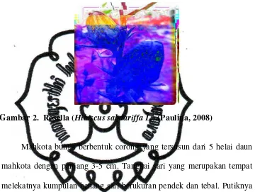 Gambar 2.  Rosella (Hibiscus sabdariffa L.) (Paulina, 2008) 