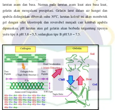 Gambar 2.2.  Struktur dan Asam Amino Penyusun Kolagen dan Gelatin  (Sumber: http://www.gelatin.in) 