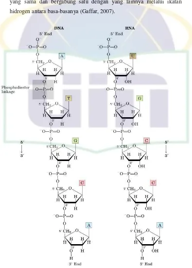Gambar 2.5. Ikatan Fosfodiester pada DNA dan RNA (Gaffar, 2007) 