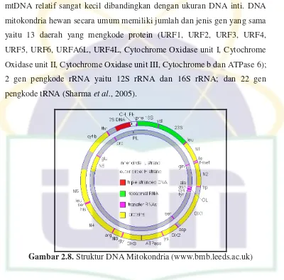 Gambar 2.8.  Struktur DNA Mitokondria (www.bmb.leeds.ac.uk) 