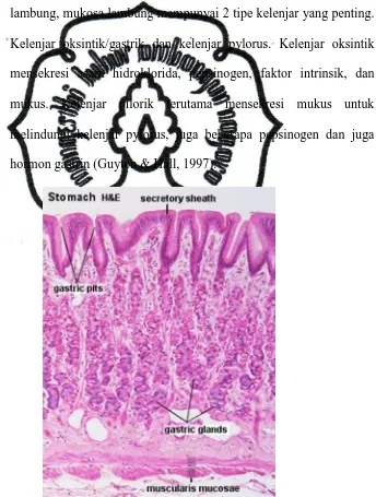 Gambar 2  : Gambaran Mikroskopis Tunika Mukosa Lambung   (The University of Western Australia, 2009) 