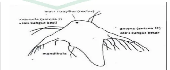 Gambar 2.2 Larva artemia (Mudjiman, 1989) 