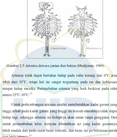 Gambar 2.5 Artemia dewasa jantan dan betina (Mudjiman, 1989) 