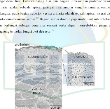 Gambar 2.4. Histologi potongan melintang dinding vesika vesika urinaria 